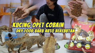 makanan kucing murah tapi bagus banget untuk kucing , kucing rebutan makan auto gemuk by O Pet LOVE CAT 8,374 views 1 year ago 12 minutes, 42 seconds