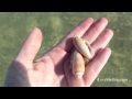 Peace and Shells - Blind Pass Captiva s