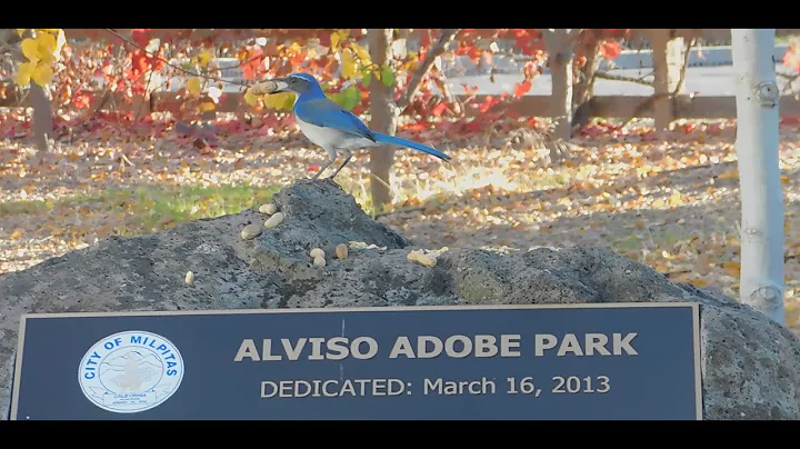 Speedy, Sparrows, Blue Jay, Fluffy and Alviso Adob...