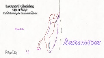 Leopard climbing a tree animation with notes and frame count! #rotoscope #animationprocess