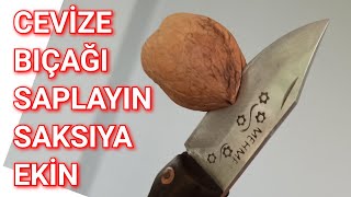 En Garanti ve En Kolay Ceviz Çimlendirme Resimi