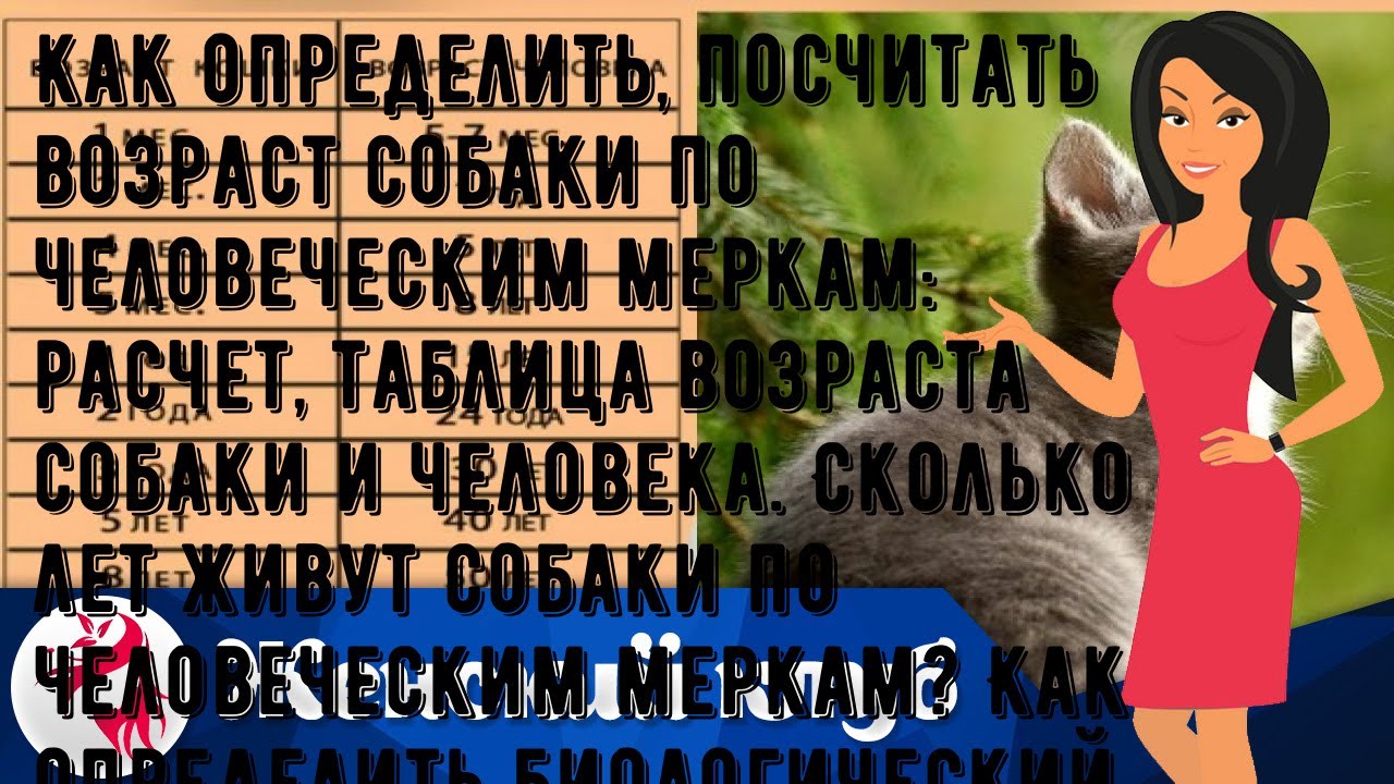 Как определить, посчитать возраст собаки по человеческим меркам: расчет, таблица возраста собаки и.