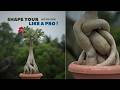 Shape Your Adenium Like a Pro 🌸 Step-by-Step Bonsai Shaping Guide for Beginners