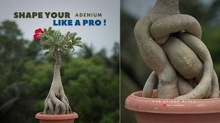 Shape Your Adenium Like a Pro 🌸 Step-by-Step Bonsai Shaping Guide for Beginners