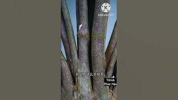 tường vi tạo hình đẹp