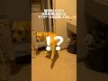 朝5時にコソコソとお風呂場に向かったラブラドールレトリバーを追跡してみた★#shorts #labradorretriever #大型犬 #dog