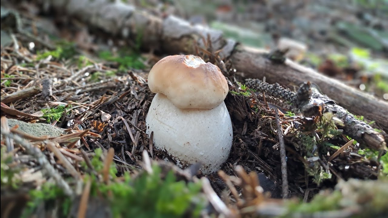 Našel jsem lanýže? Poslesní houbaření v září 