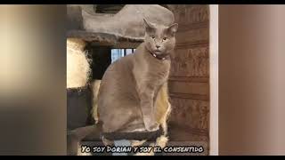 Dorian El Consen - Petstep