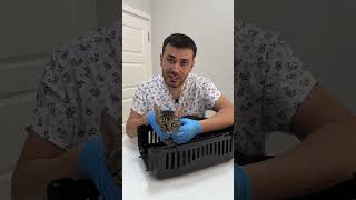 Ucuz Ve Kaliteli Mama Olur Mu ?