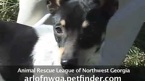 Tommy - Calhoun Georgia dog for adoption