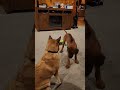 Rhodesian Ridgeback and Laika at it again. #dog #rhodesianridgeback