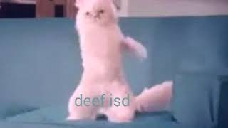 Story WA Terkocak. Kucing Joget lagu Terdiam Sepi