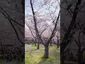 愛知の美しい風景　名古屋市平和公園の桜の園の満開ソメイヨシノ