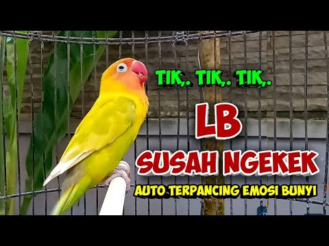 Lovebird Singing \u0026 Chirping Sounds - Green Fischer Pair