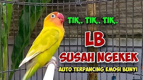 LOVEBIRD FIGHTER NGEKEK PANJANG, HITUNGAN DETIK LOVEBIRD SUSAH NGEKEK TERPANCING EMOSI AUTO NYAUT