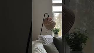 #cutecats #funny #funnyanimals #pets #cute #funnycats