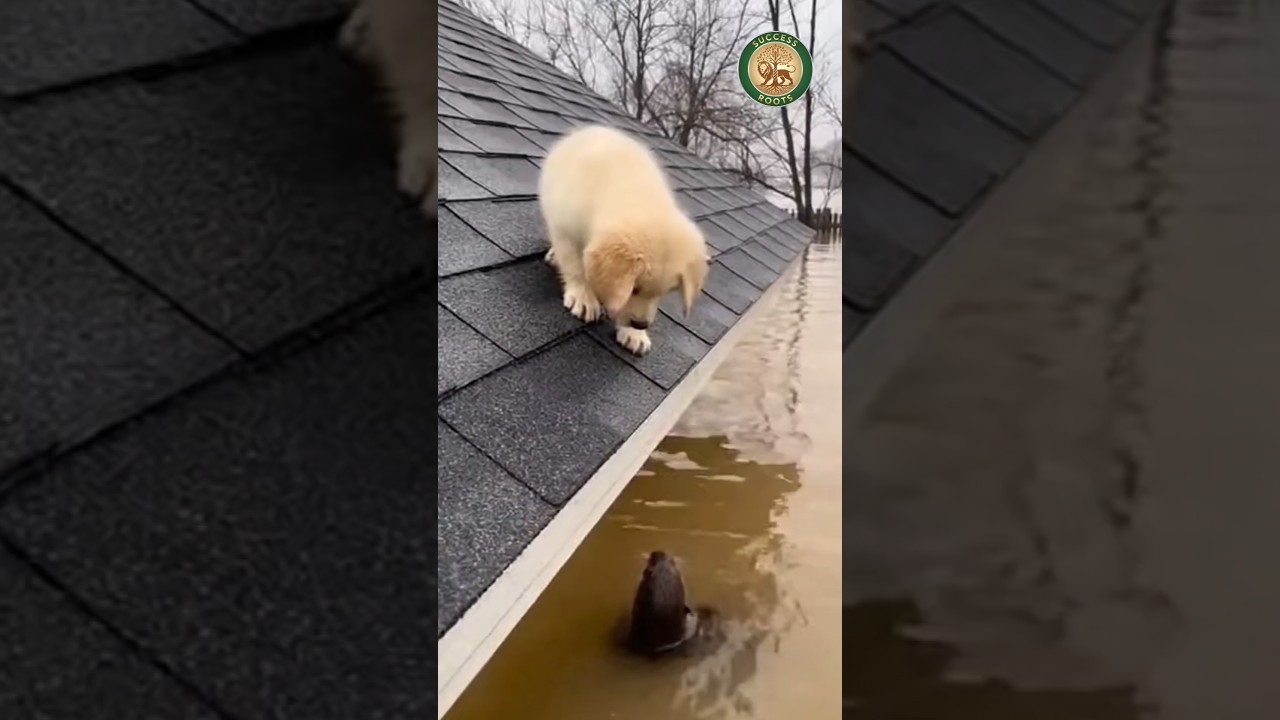 A puppy trapped by a flash flood is rescued by an unexpected hero — a river otter. 🦦🐶 