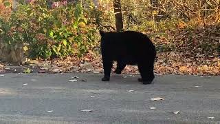 House Owner Blasts Air Horn to Scare Bear Away