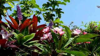 Pink Plumeria & Bromiliad Bloom 720HD
