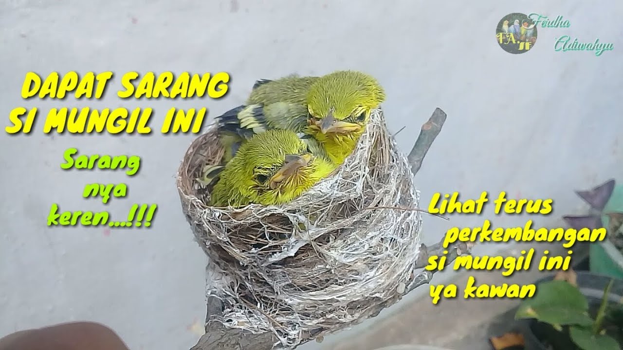 Dapat Sarang Burung Sirtu Cipoh Cipow Anakan By Ferdha Adiwahyu