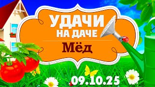 Удачи на даче. Как делают мёд? Полезные свойства мёда и продуктов пчеловодства (09.10.2025)