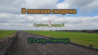 Сморчки, Сморчковая шапочка, Строчки гигантские. Поиск сморчков 21 апреля Липецкая обл.