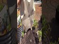 Vertical Wall Planter