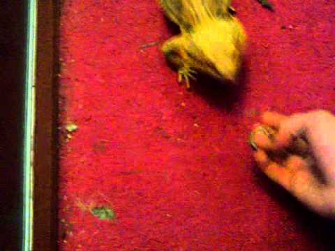 camera iphone 8 plus apk Bearded dragon