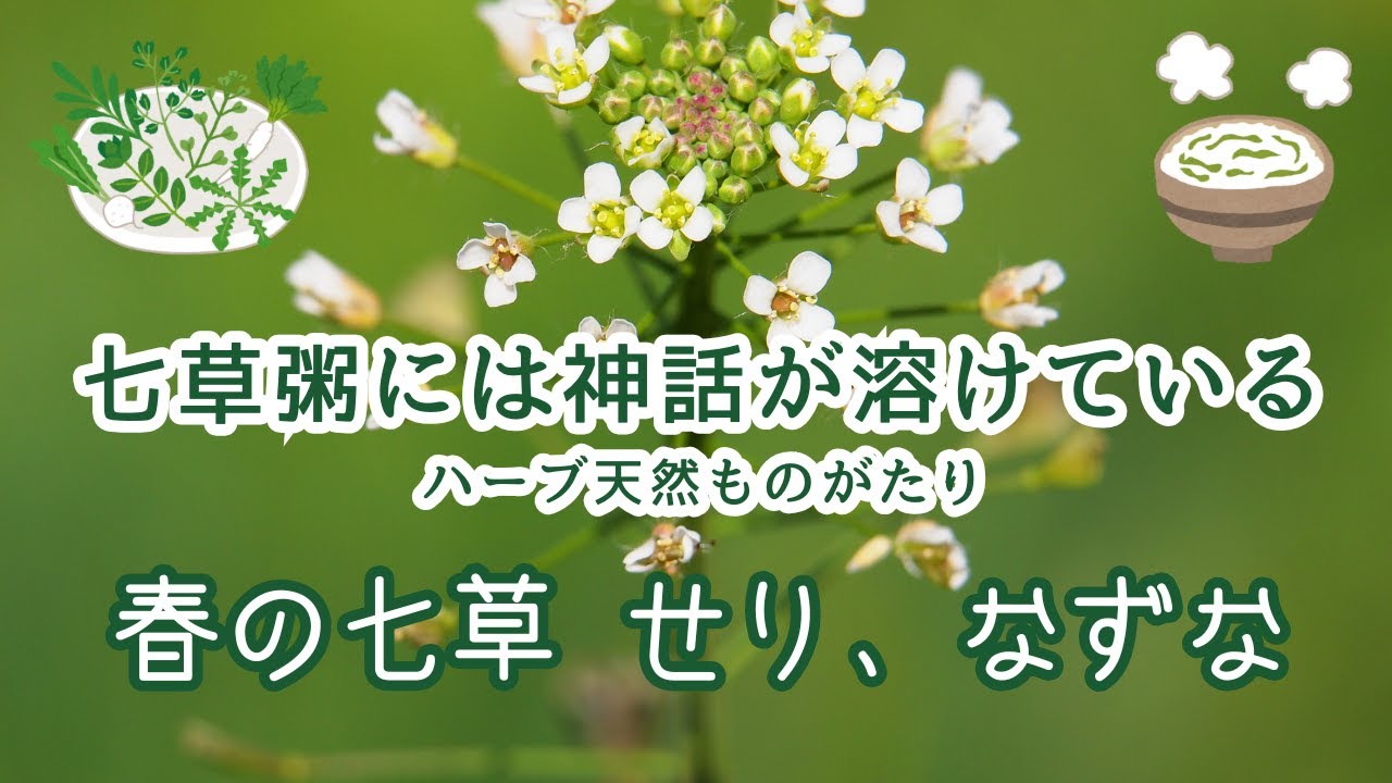 【春の七草せり、なずな】七草粥には神話が溶けている|オーディンが授けた9つの魔法|草に宿る聖なる記憶【ハーブ天然ものがたり】 - YouTube