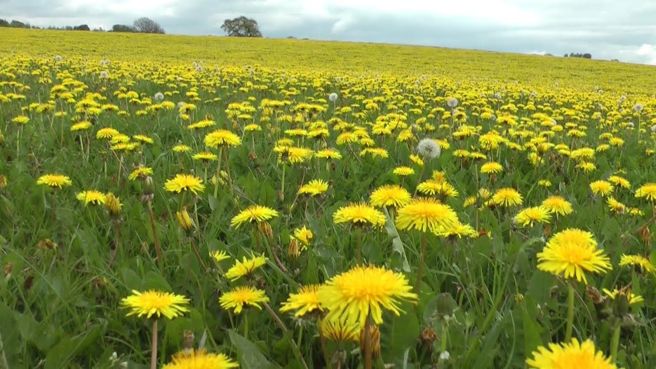 Glorious Yorkshire flowers in April & May YouTube