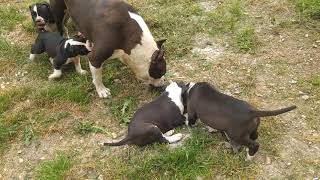 Americki Staford Stenci