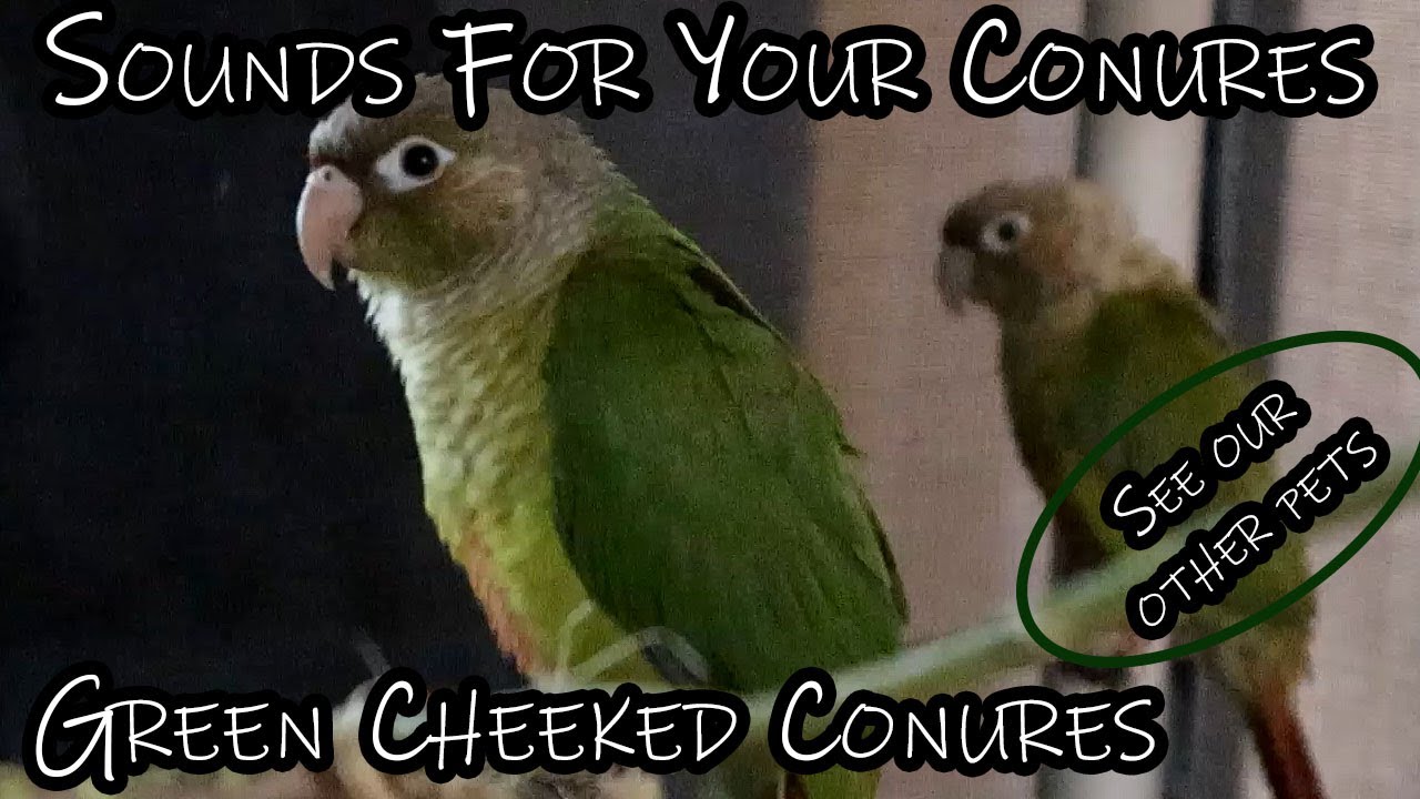 Green Cheek Conure Chirps and Sounds for Your GCC & Seeing the Other