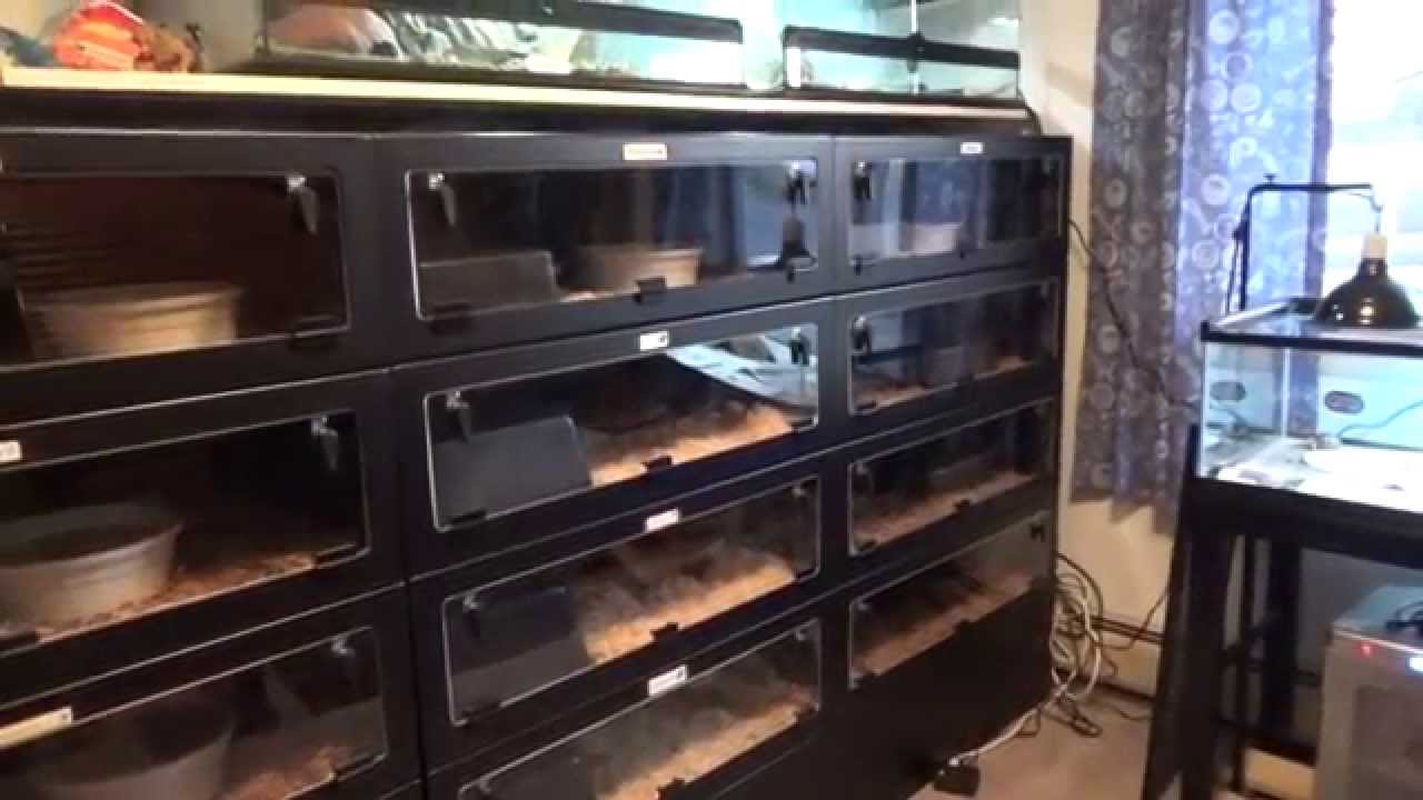 Reptile Collection Update 4/12/2015 - YouTube