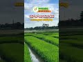 🌾 மண்ணின் மணமும் மனசின் சந்தோஷமும் – இனிய பொங்கல் நல்வாழ்த்துகள்!