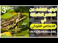 تجارب الكشف عن العناصر المتدخلة في الإنعكاس الشوكي   