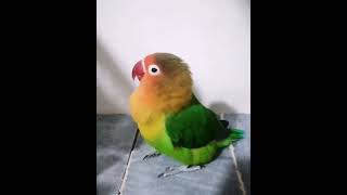 Talking fischer lovebird Brazilian parrot