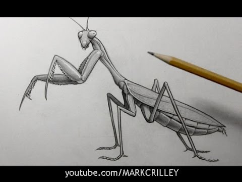 markcrilley leopard Drawing Time Lapse: Praying Mantis
