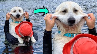 Funny Animal Videos that Make Me Burst Into Tears Laughing 😹🐶 (CUTE)