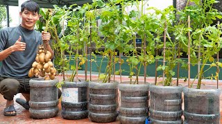 Full video: 130 days of harvesting and growing potatoes in plastic bottles. Many tubers