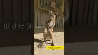 Little Kangaroo Having Fun 🦘 |   #shorts    #wildlifeshoTs