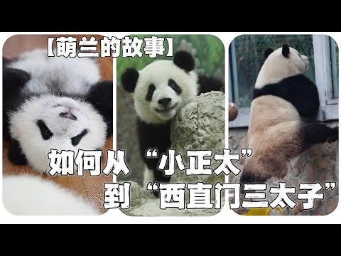 【萌兰的故事】为何成为西直门三太子？两岁时患骨髓炎，竟是靠粉丝发现保命。是收猫神器，也是越狱大王，更是阳光开朗大男孩