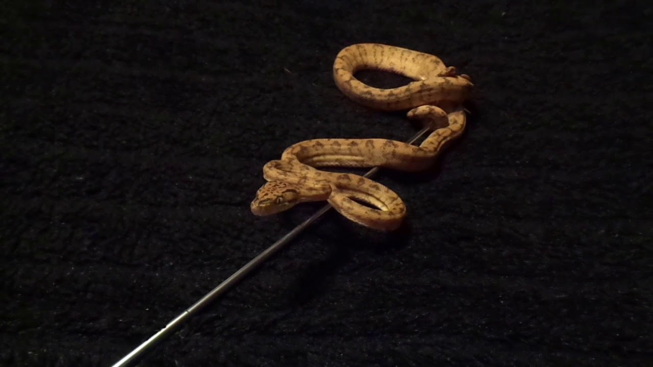 slash's snakepit mean bone lyrics Ball python community my amazon tree boa and my friend DER !