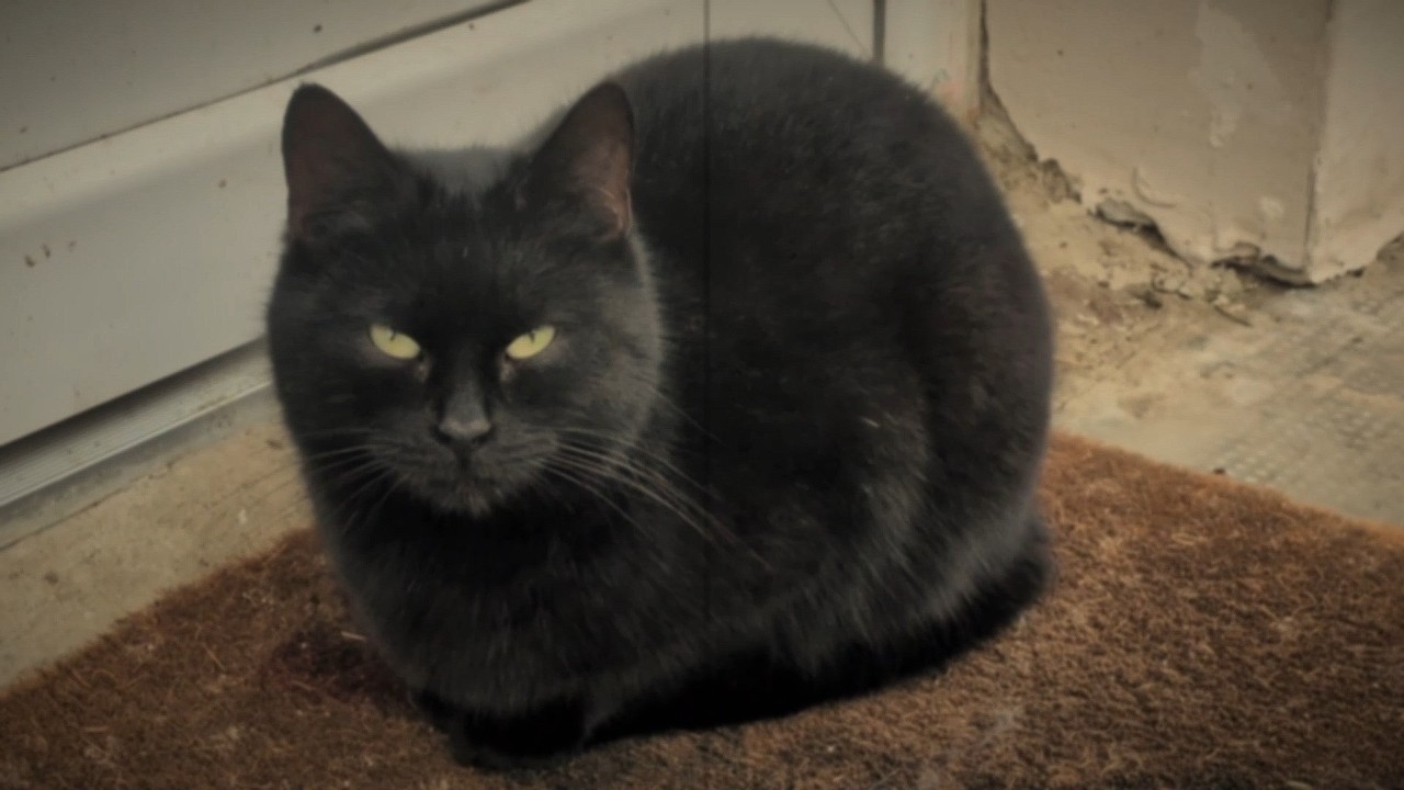 cats doing cat things