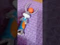 Bugs Bunny sings Iphone Samsung Nokia by Panda Boi