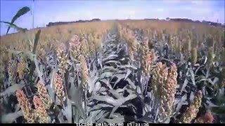 2015 KARTA Test Time lapse: Pop-up fertilizer in grain sorghum