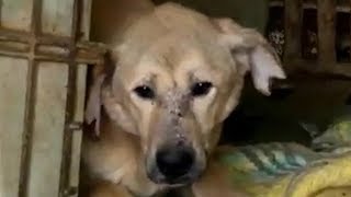 【驚愕】1匹の犬だけなんて無理!…シェルターごと引き取った女性の驚くべき決断【世界が感動!涙と感動エピソード】