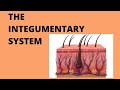 Integumentary System Quiz