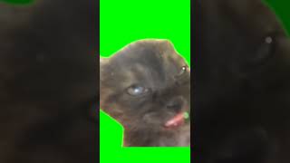 sleepy cat meme (green screen, with sound)