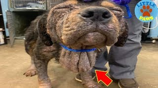 Rescue an Abandoned Dog in Horrific Condition Expected to Recover