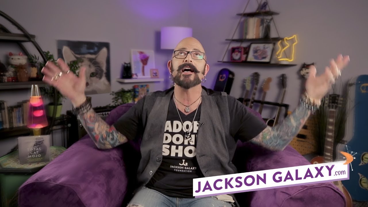 cute cats for sale What To Do After a Catfight